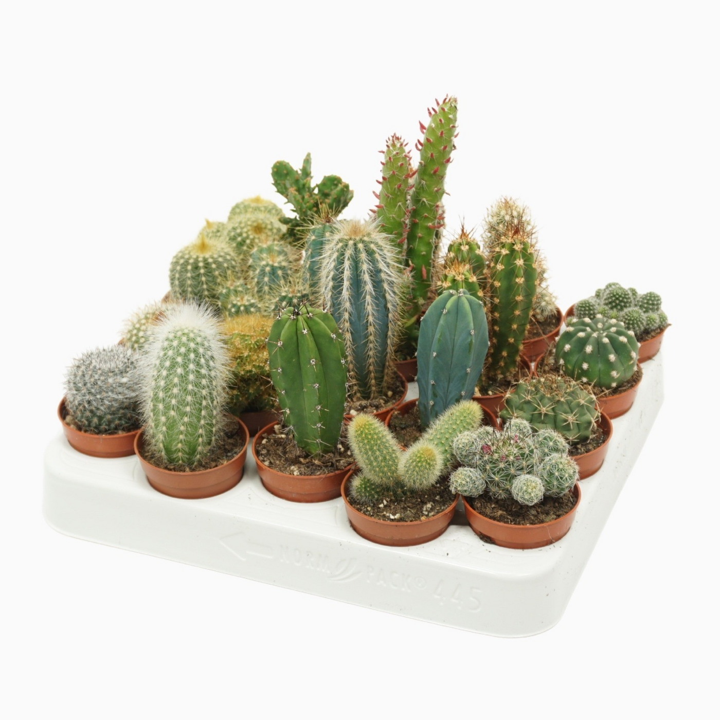 Planta naturala H8cm Cactus mix PS5/ in pamant