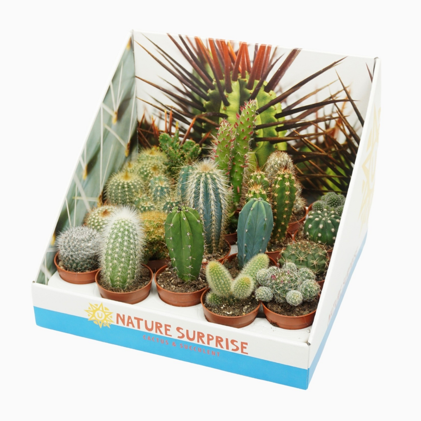 Planta naturala H8cm Cactus mix PS5/ in pamant
