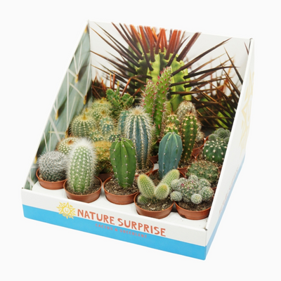 Planta naturala H8cm Cactus mix PS5/ in pamant