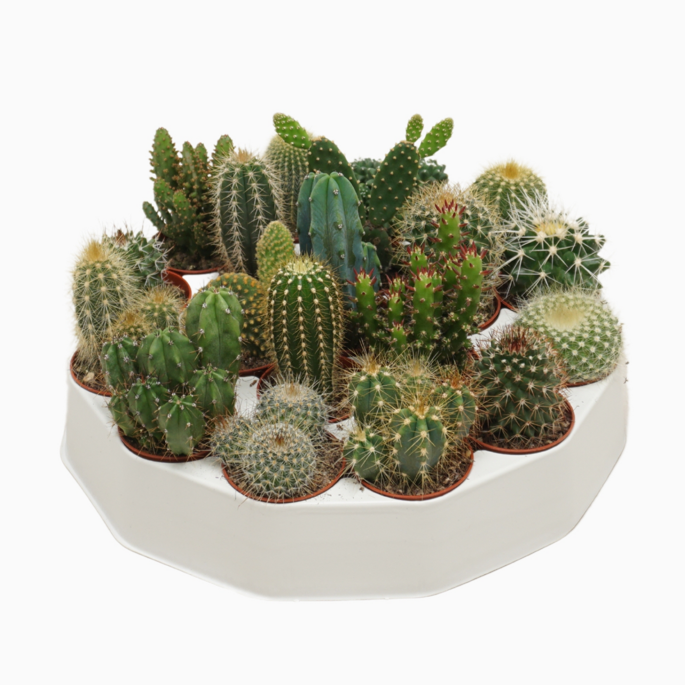 Planta naturala H8cm Cactus mix PS5/ in pamant