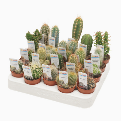 Planta naturala H8cm Cactus mix PS5/ in pamant