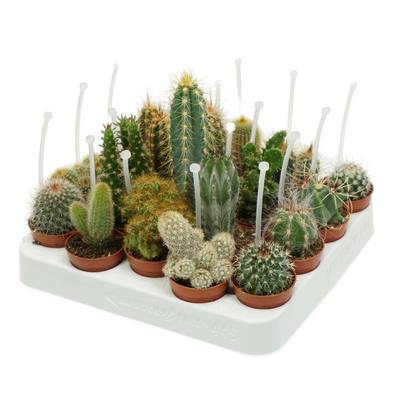 Planta naturala H8cm Cactus mix PS5/ in pamant