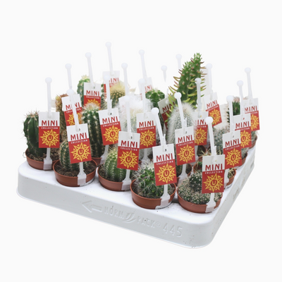 Planta naturala H8cm Cactus mix PS5/ in pamant