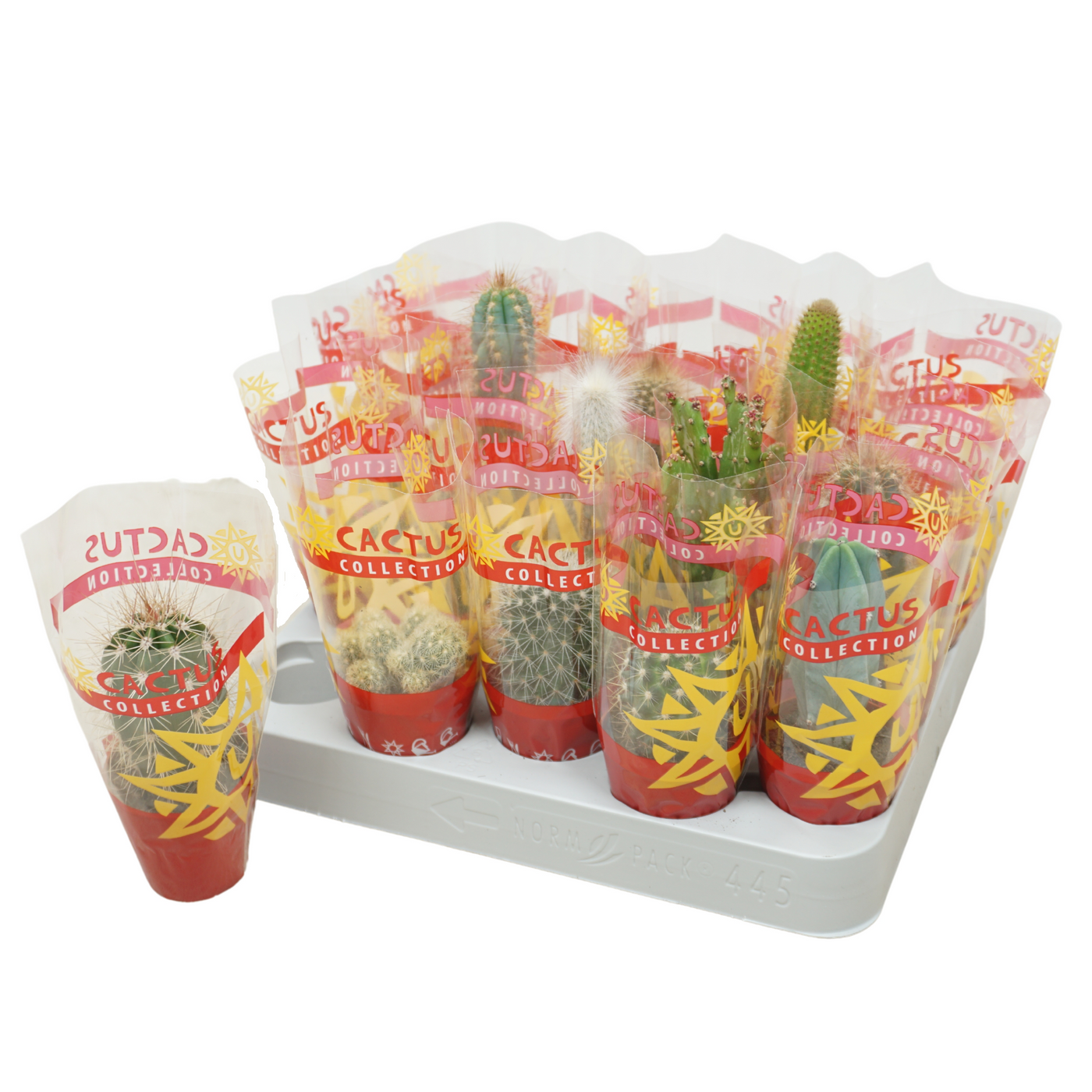 Planta naturala H8cm Cactus mix PS5/ in pamant