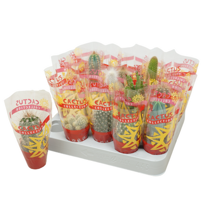 Planta naturala H8cm Cactus mix PS5/ in pamant