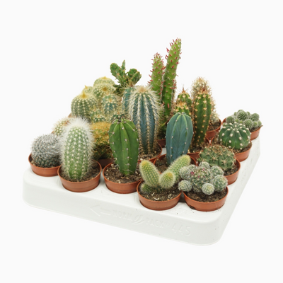 Planta naturala H8cm Cactus mix PS5/ in pamant