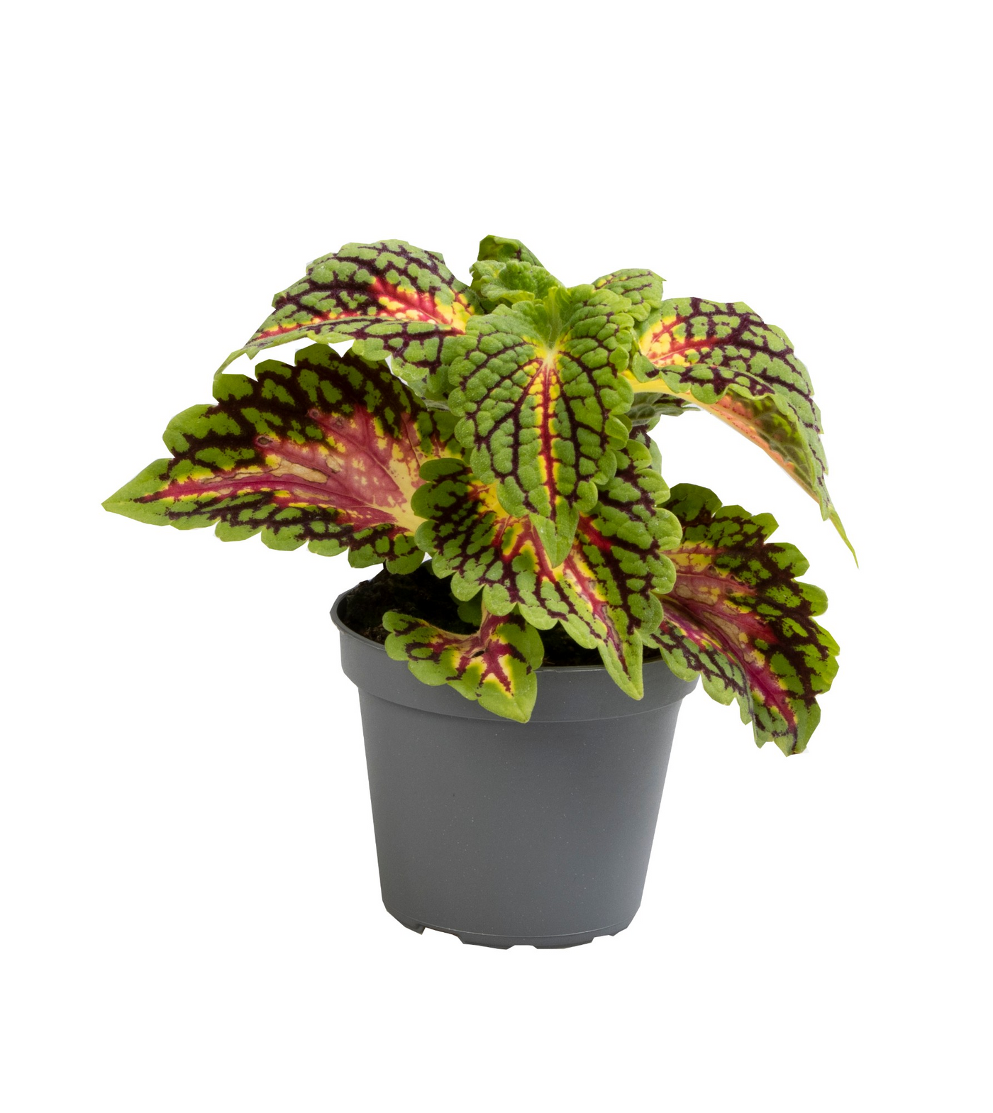 Planta naturala H8cm Coleus Spacecake PS6/ in pamant