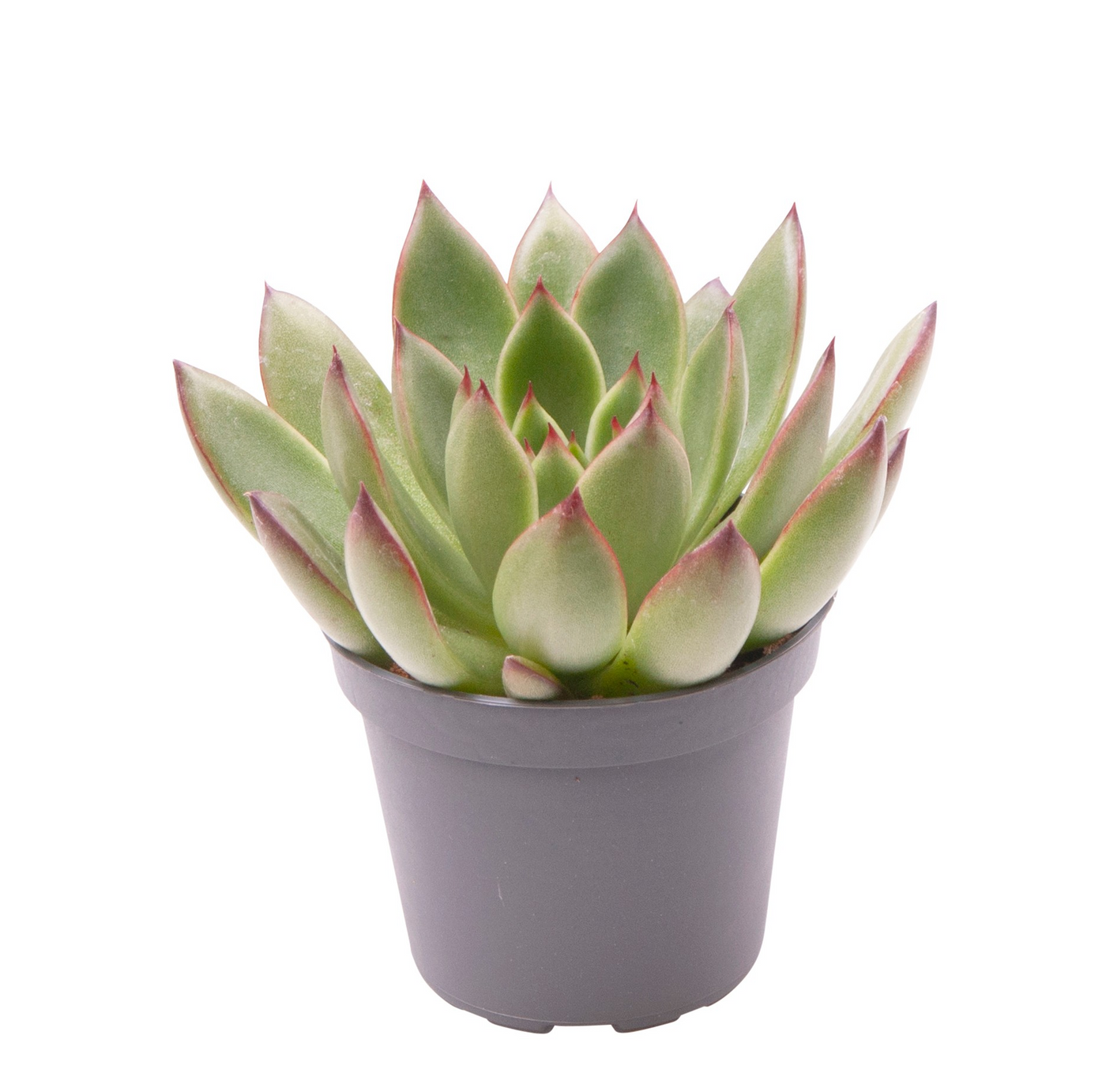 Planta naturala H8cm Echeveria Agavoides Red PS6/ in pamant