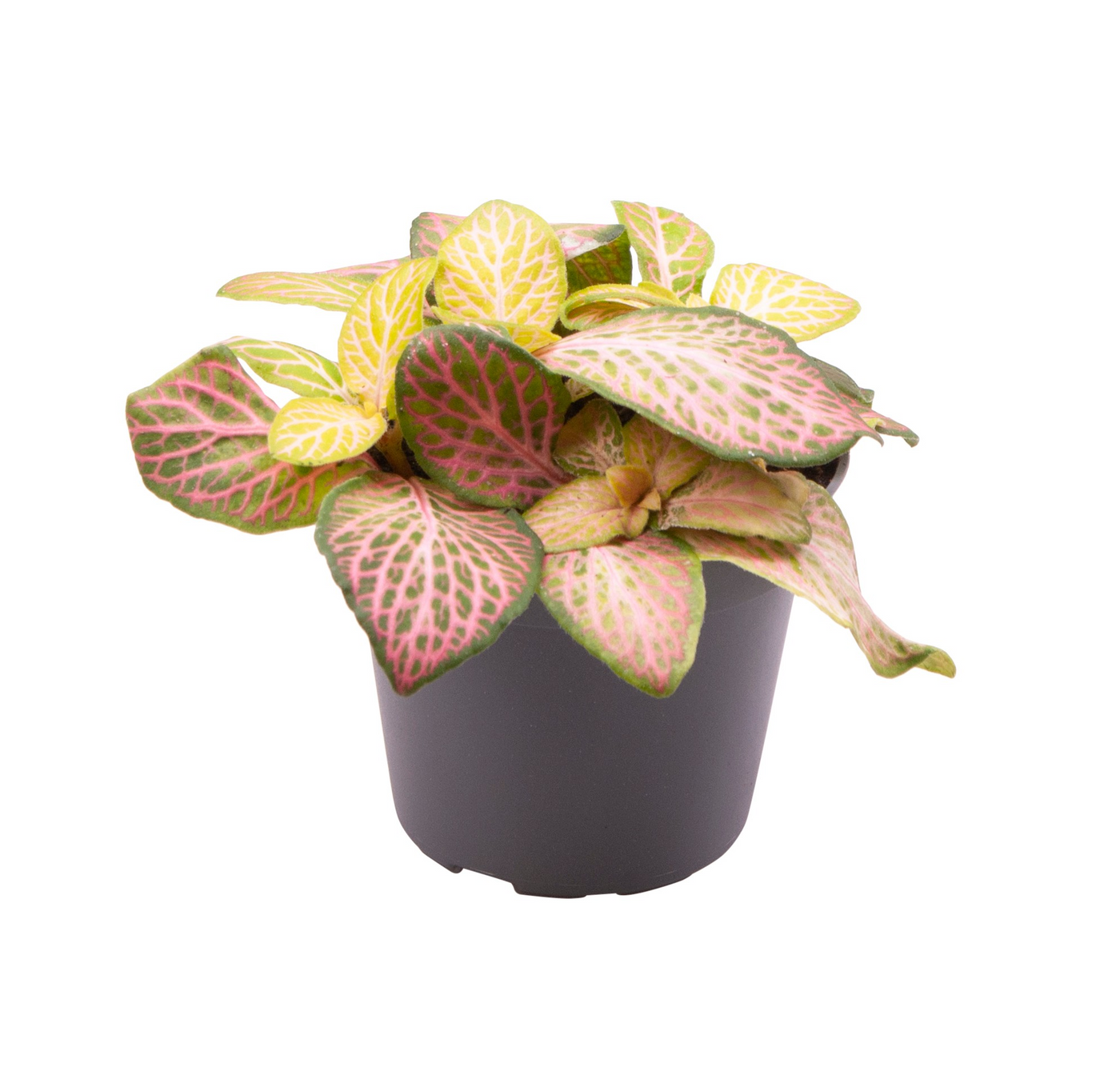 Planta naturala H8cm Fittonia Pink Specik PS6/ in pamant