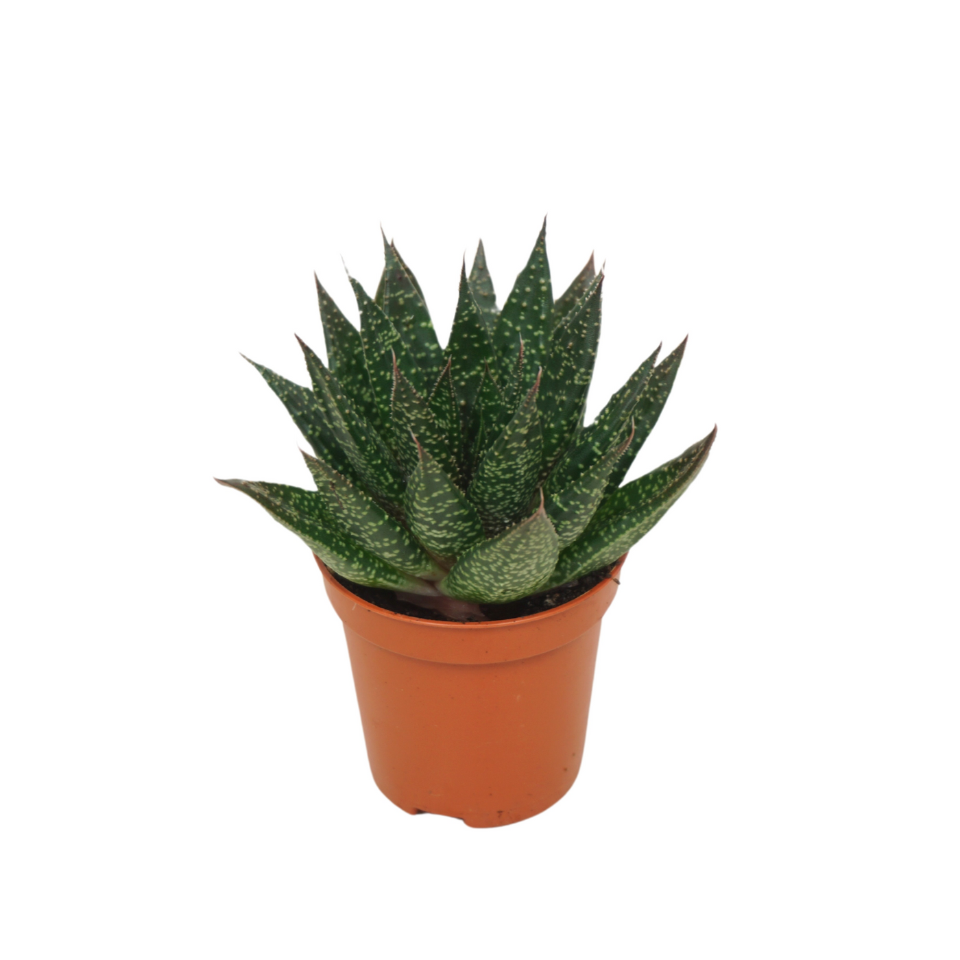 Planta naturala H8cm Gasteria 'D Due' PS5/ in pamant