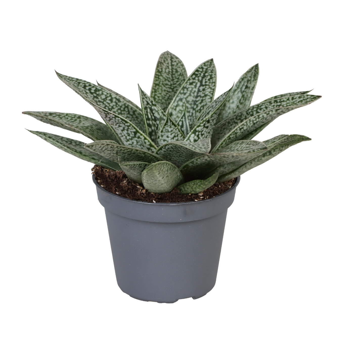 Planta naturala H8cm Gasteria 'D.Nella' PS6/ in pamant