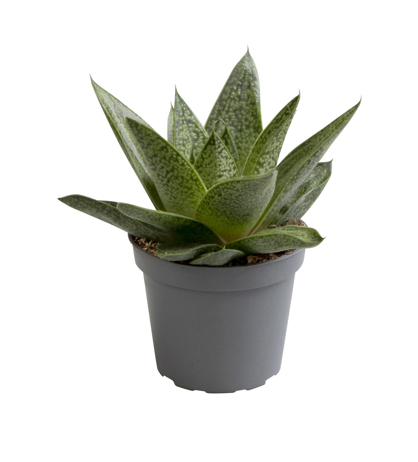Planta naturala H8cm Gasteria 'D Tiga' PS6/ in pamant