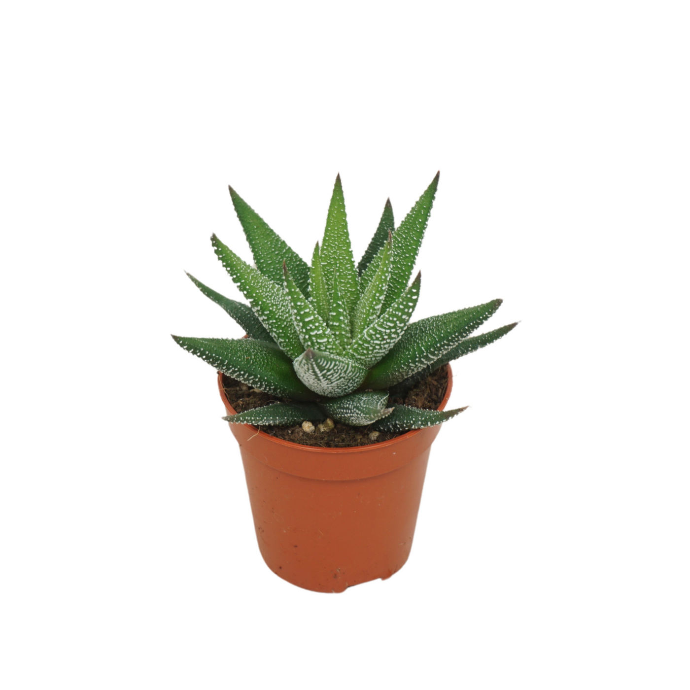 Planta naturala H8cm Haworthia fasciata 'Concolor' PS5/ in pamant