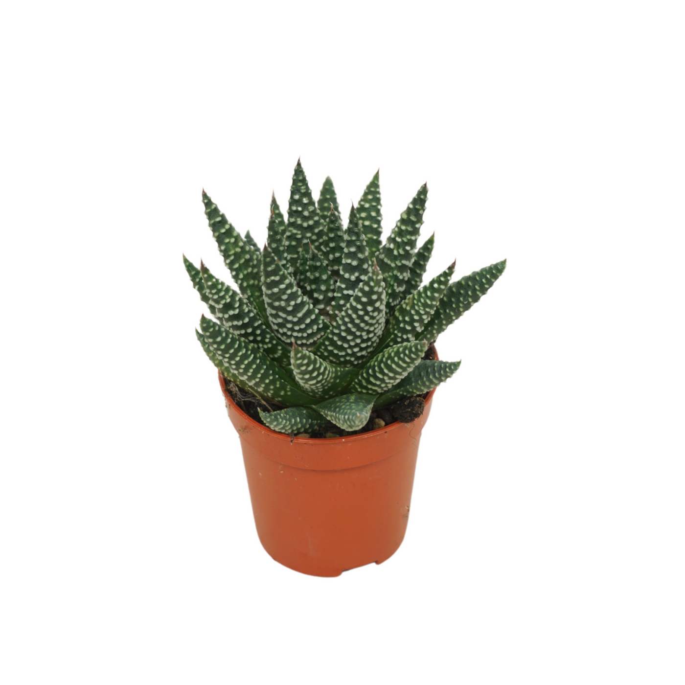 Planta naturala H8cm Haworthia overig PS5/ in pamant