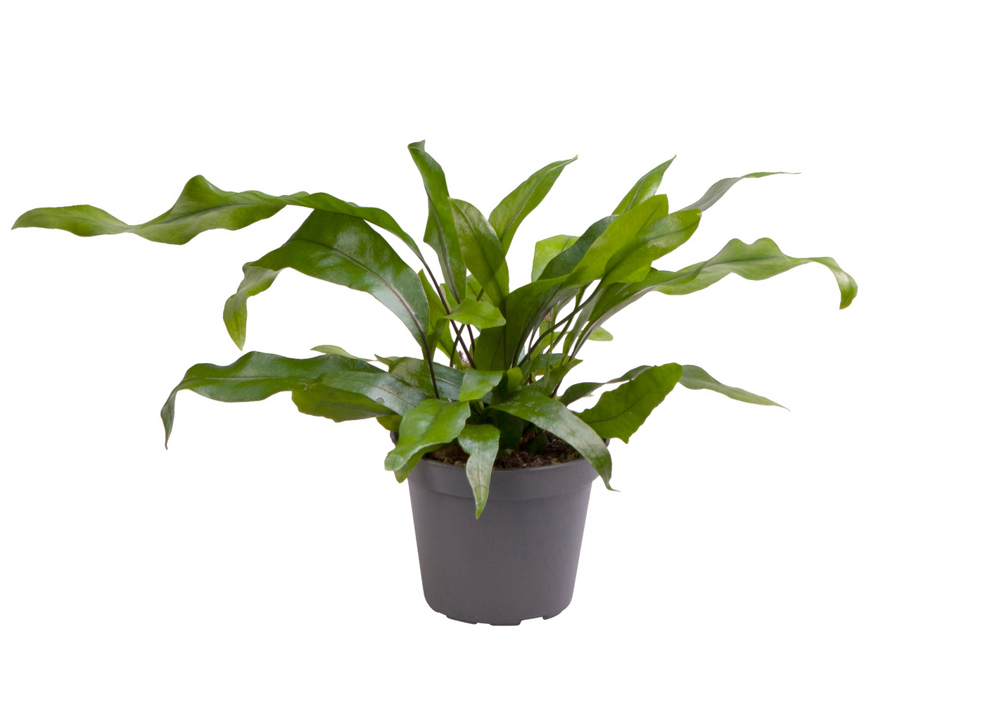 Planta naturala H8cm Microsorum diversifolium 'Pteropus' PS6/ in pamant