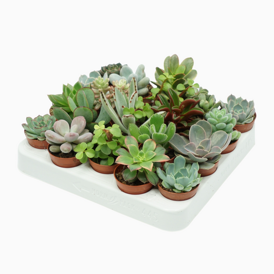 Planta naturala H8cm Succulenten mix PS5/ in pamant