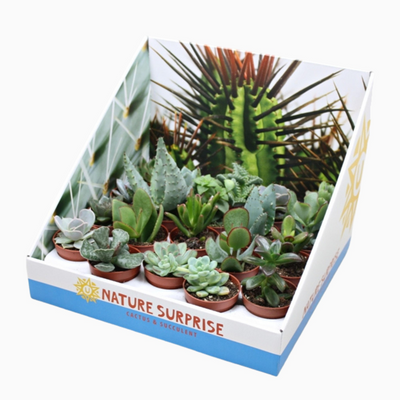 Planta naturala H8cm Succulenten mix PS5/ in pamant