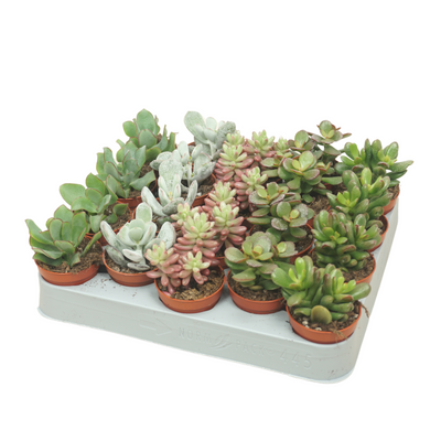 Planta naturala H8cm Succulenten mix PS5/ in pamant