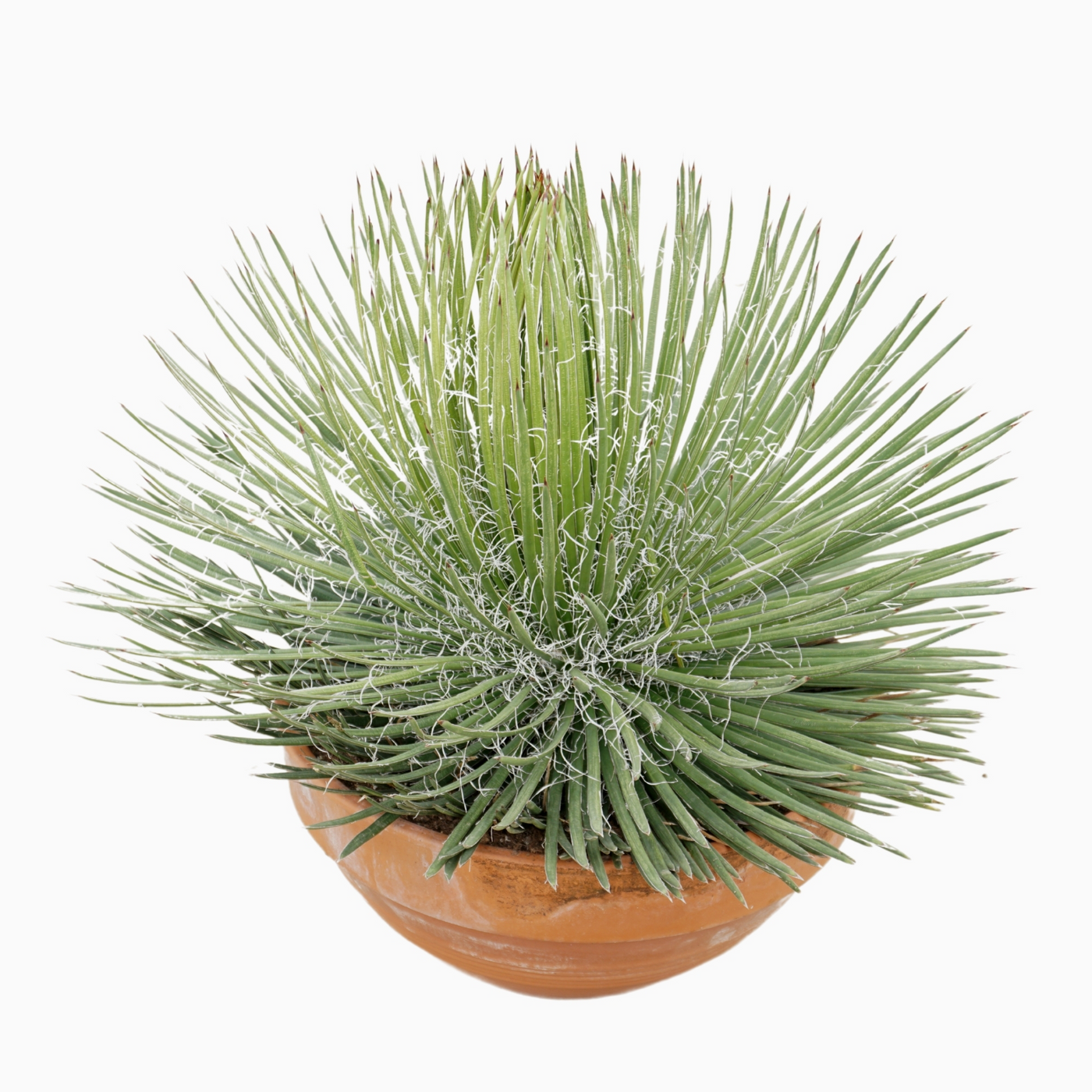 Planta naturala H90cm Agave geminiflora PS50/ in pamant