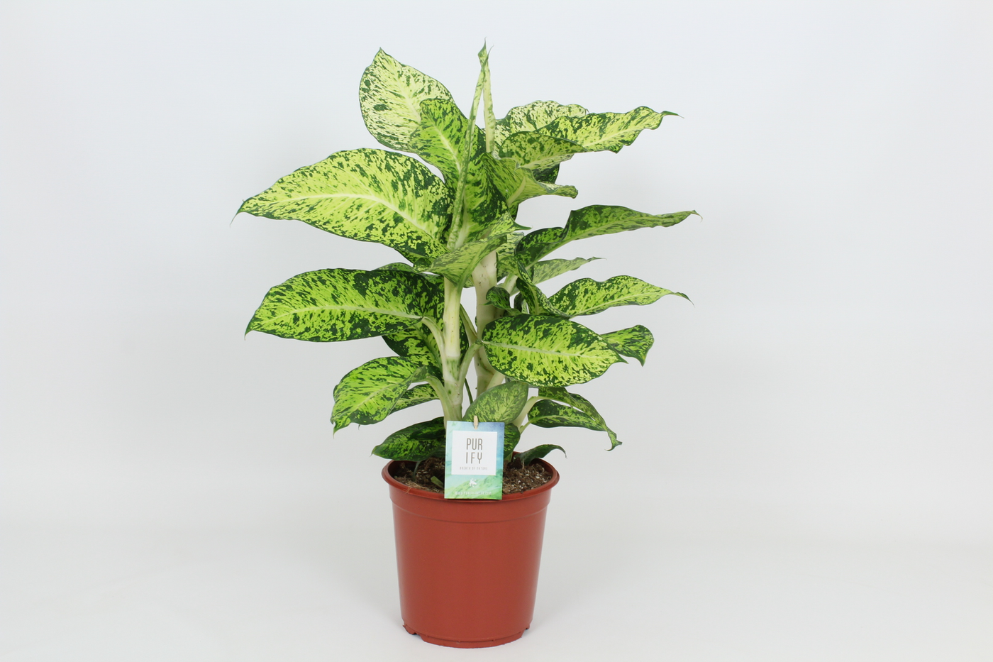Planta naturala H90cm Dieffenbachia 'Cool Tigris' PS24/ in pamant