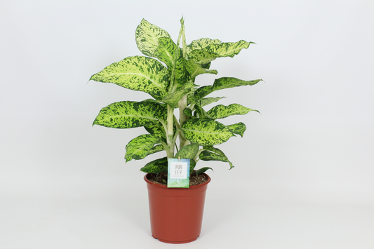 Planta naturala H90cm Dieffenbachia 'Cool Tigris' PS24/ in pamant