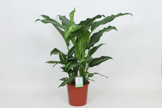 Planta naturala H90cm Dieffenbachia 'Galaxy' PS24/ in pamant