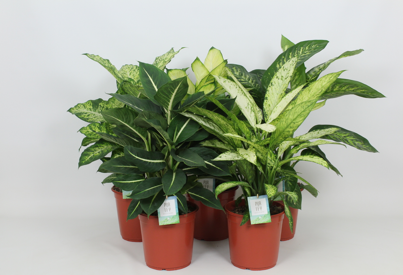 Planta naturala H90cm Dieffenbachia gemengd PS24/ in pamant