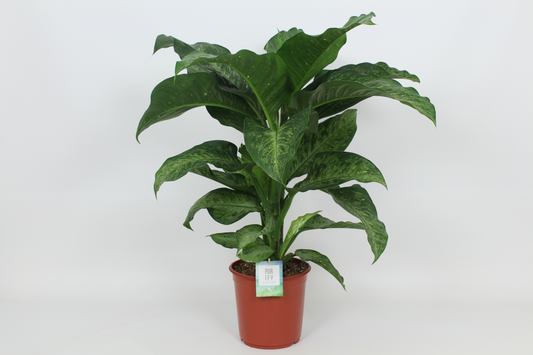 Planta naturala H90cm Dieffenbachia 'Memoria Corsii' PS24/ in pamant