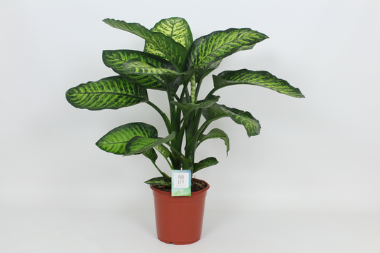 Planta naturala H90cm Dieffenbachia seguine 'Maroba' PS24/ in pamant