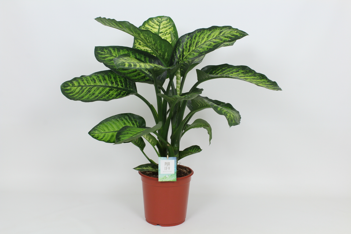 Planta naturala H90cm Dieffenbachia seguine 'Maroba' PS24/ in pamant