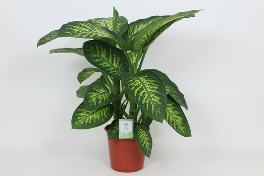 Planta naturala H90cm Dieffenbachia seguine 'Tropic Snow' PS24/ in pamant