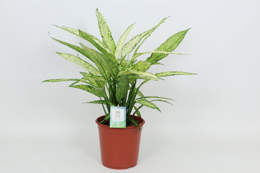 Planta naturala H90cm Dieffenbachia 'Vesuvius' PS24/ in pamant