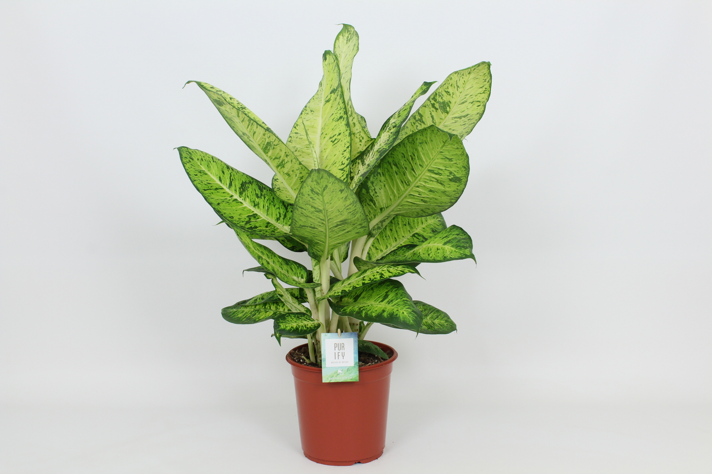 Planta naturala H90cm Dieffenbachia 'White Amazon' PS24/ in pamant