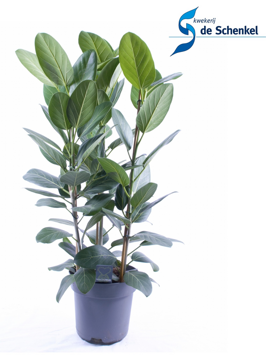 Planta naturala H90cm Ficus benghalensis 'Audrey' PS27/ in pamant