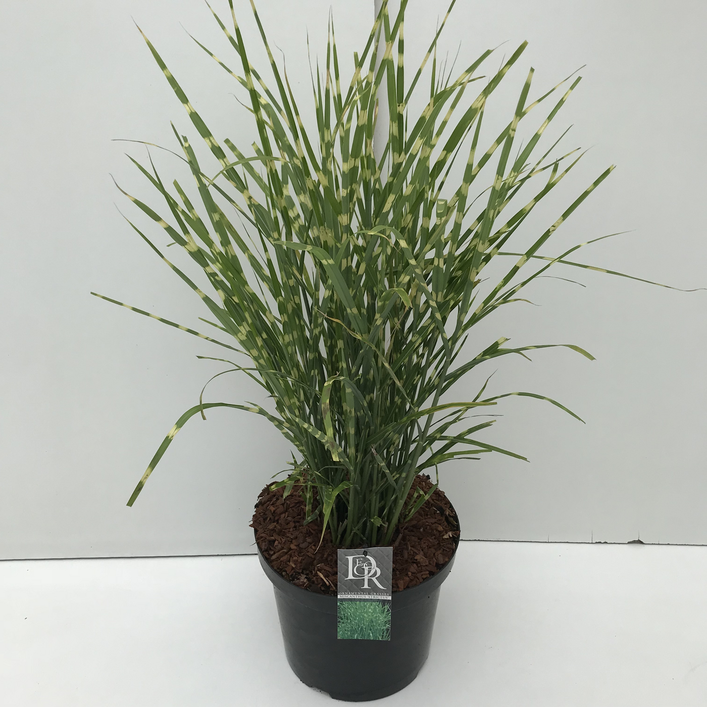 Planta naturala H90cm Miscanthus sinensis 'Strictus' PS29/ in pamant