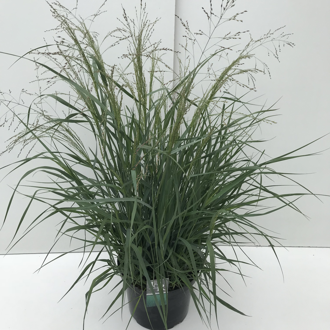 Planta naturala H90cm Panicum virgatum 'Prairy Sky' PS29/ in pamant