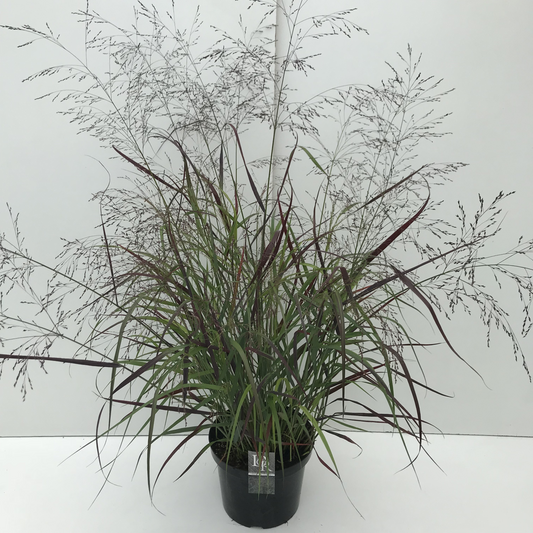 Planta naturala H90cm Panicum virgatum 'Squaw' PS29/ in pamant