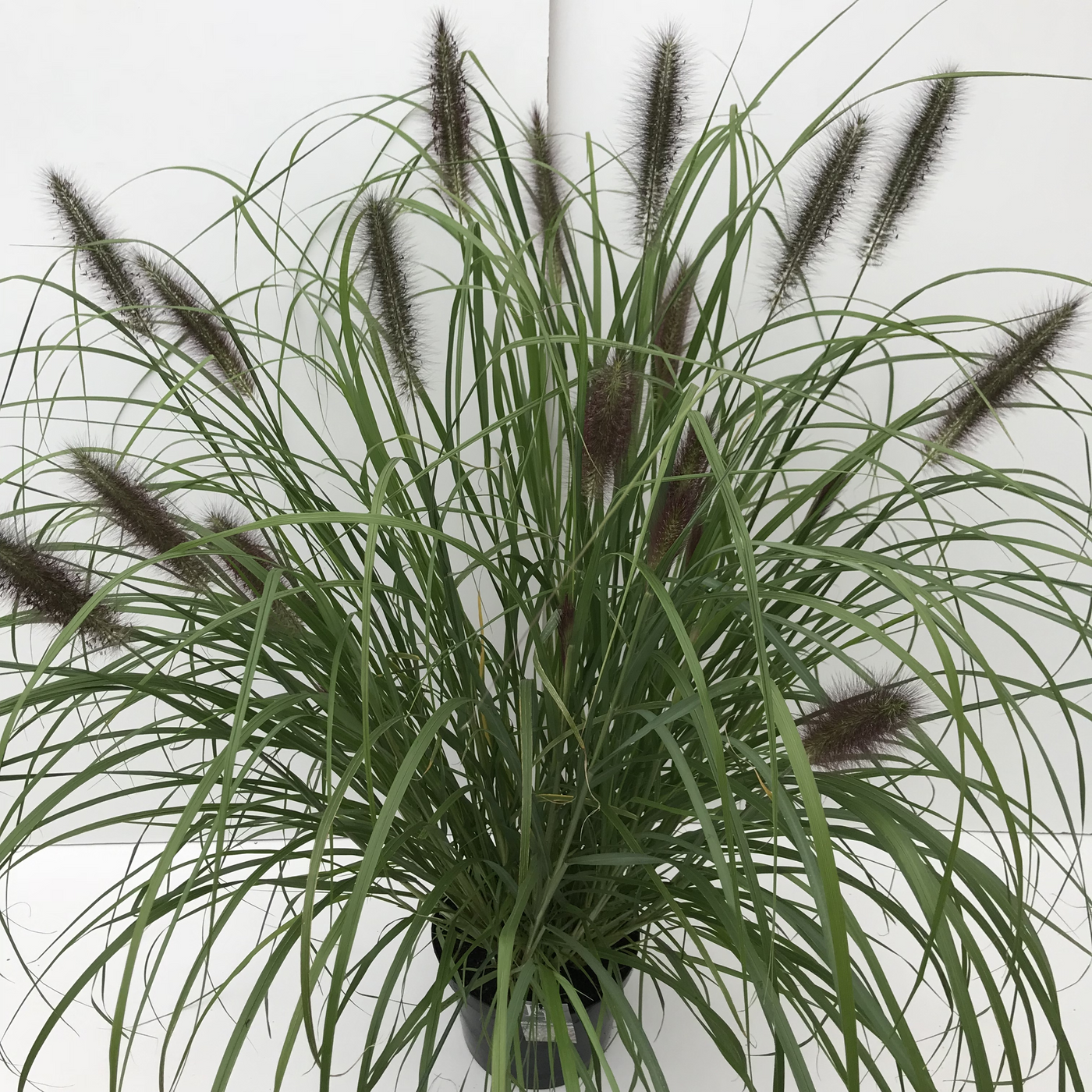 Planta naturala H90cm Pennisetum 'Red Head' PS29/ in pamant