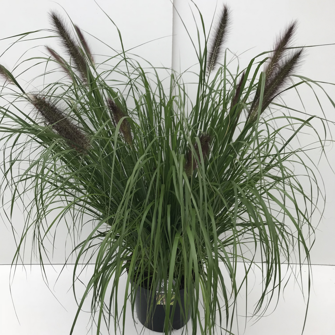Planta naturala H90cm Pennisetum 'Viridescens' PS29/ in pamant