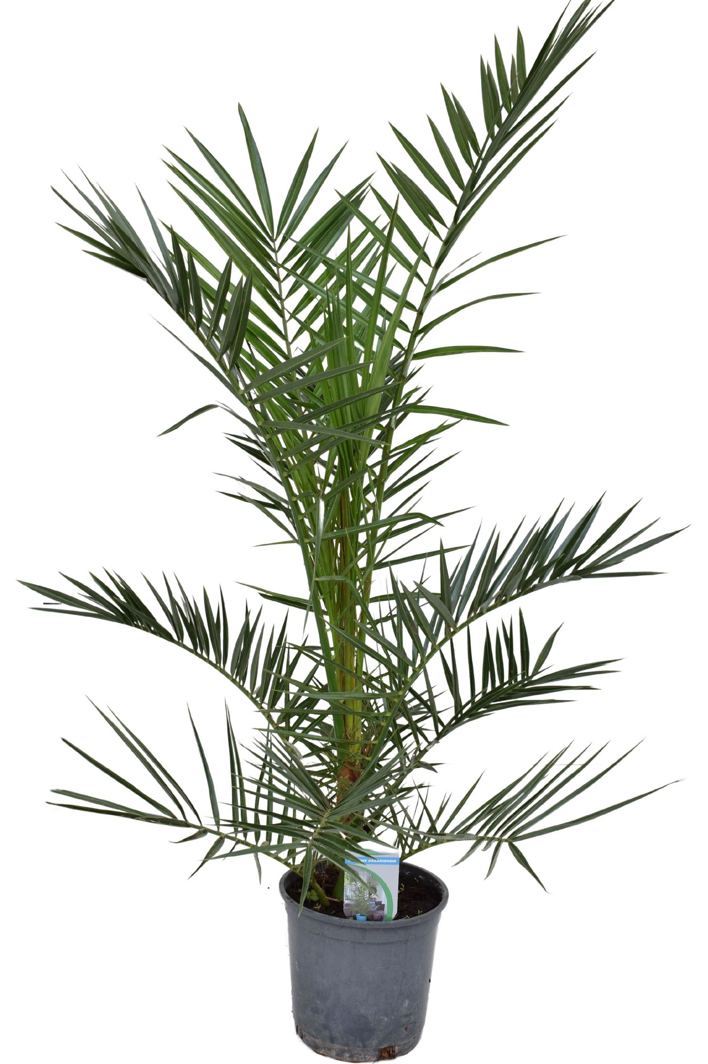 Planta naturala H90cm Phoenix canariensis PS18/ in pamant