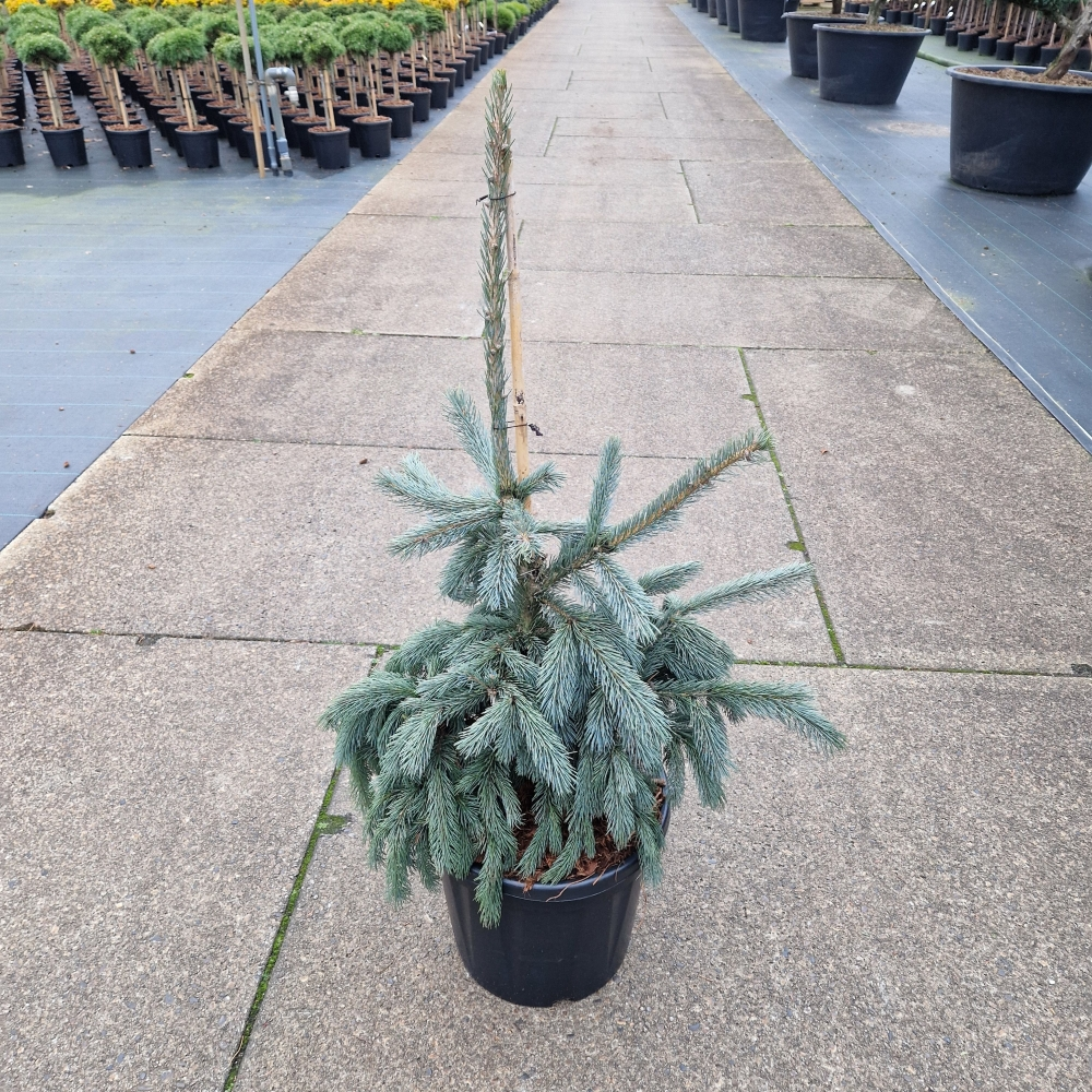 Planta naturala H90cm Picea engelmannii Glauca PS36/ in pamant