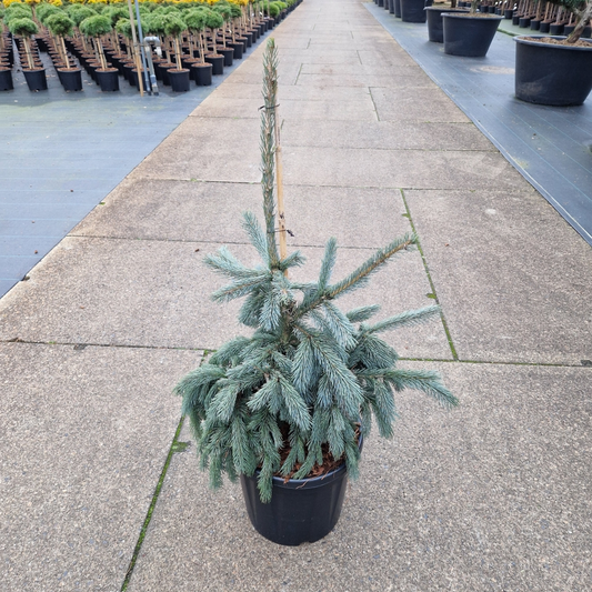 Planta naturala H90cm Picea engelmannii Glauca PS36/ in pamant