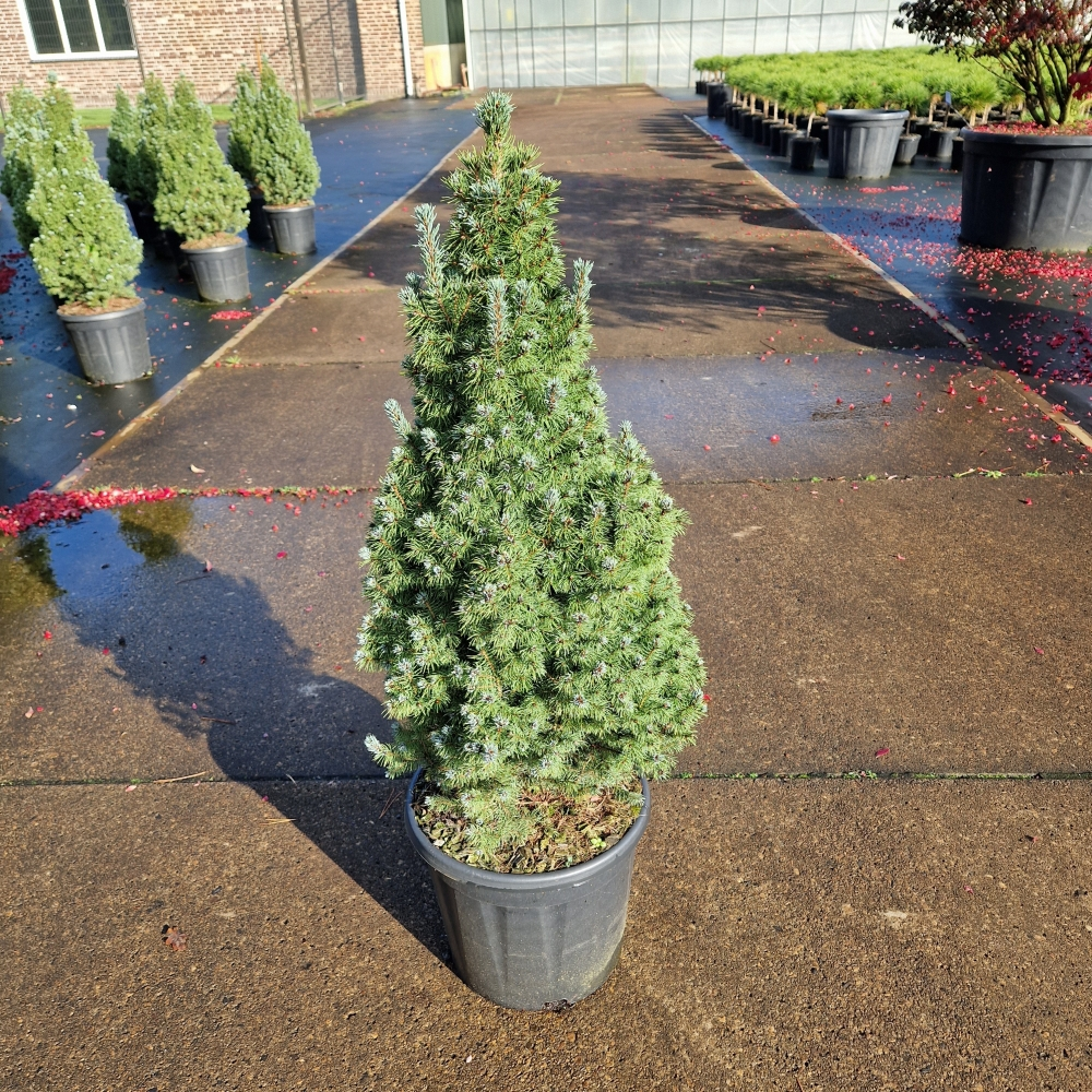 Planta naturala H90cm Picea glauca 'Sander's Blue' PS31/ in pamant