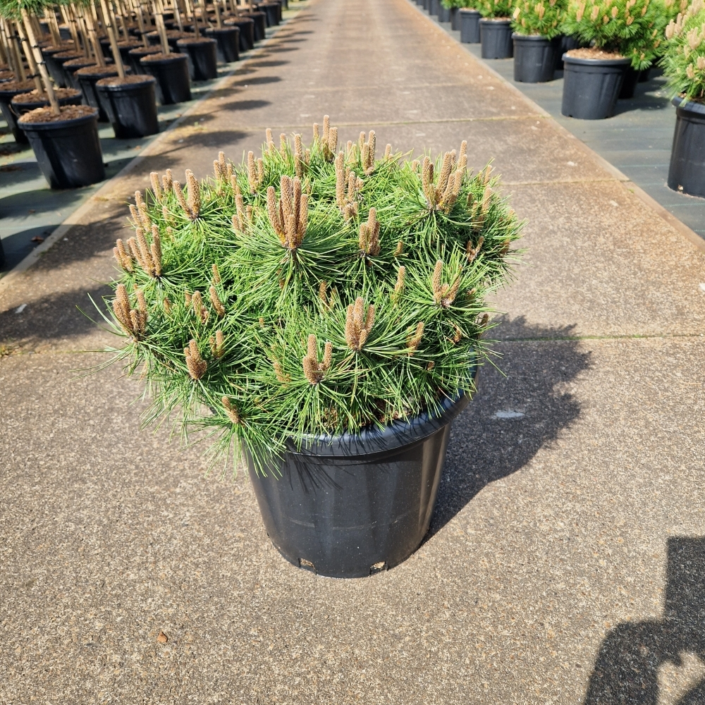 Planta naturala H90cm Pinus densiflora Jane Kluis PS40/ in pamant