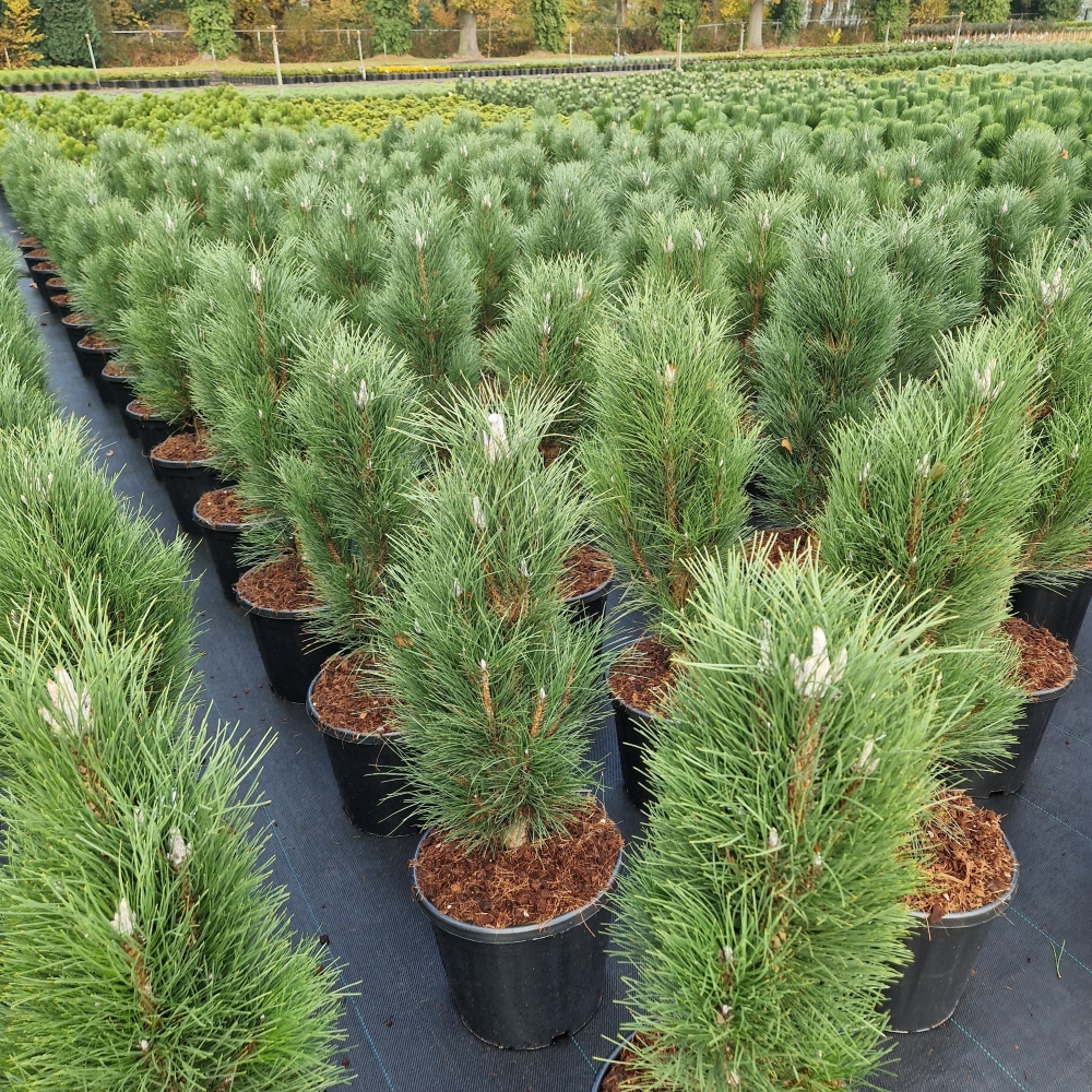 Planta naturala H90cm Pinus nigra Green Tower PS31/ in pamant