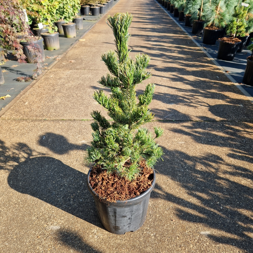 Planta naturala H90cm Pinus parviflora Ara-Kawa PS28/ in pamant