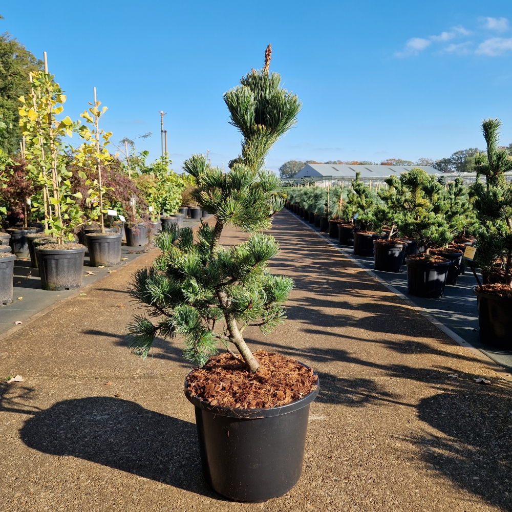 Planta naturala H90cm Pinus parviflora Ara-Kawa PS31/ in pamant