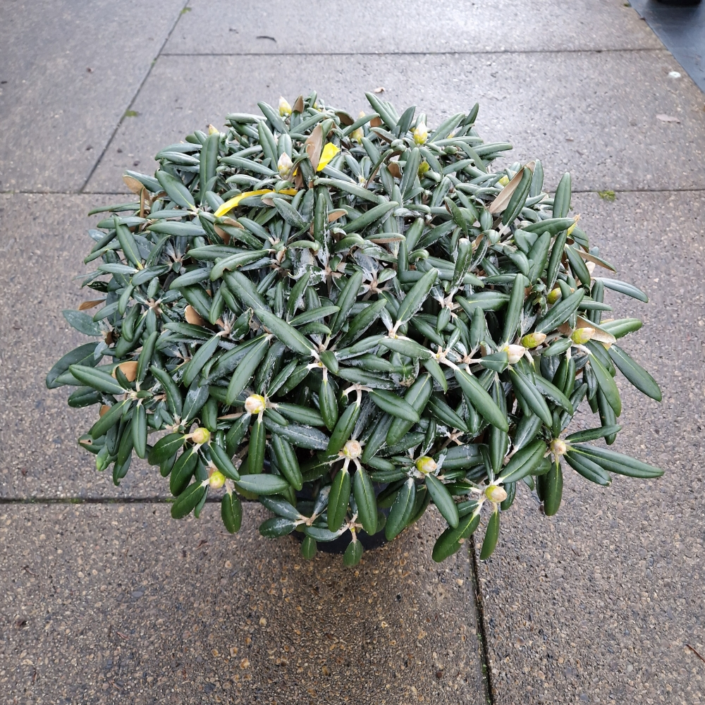 Planta naturala H90cm Rhododendron (Y) FCC PS40/ in pamant