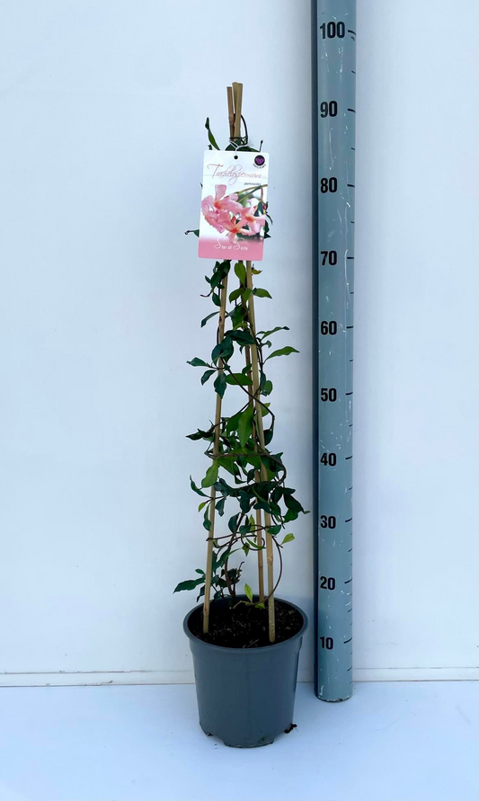 Planta naturala H90cm Trachelospermum jasminoides PS19/ in pamant