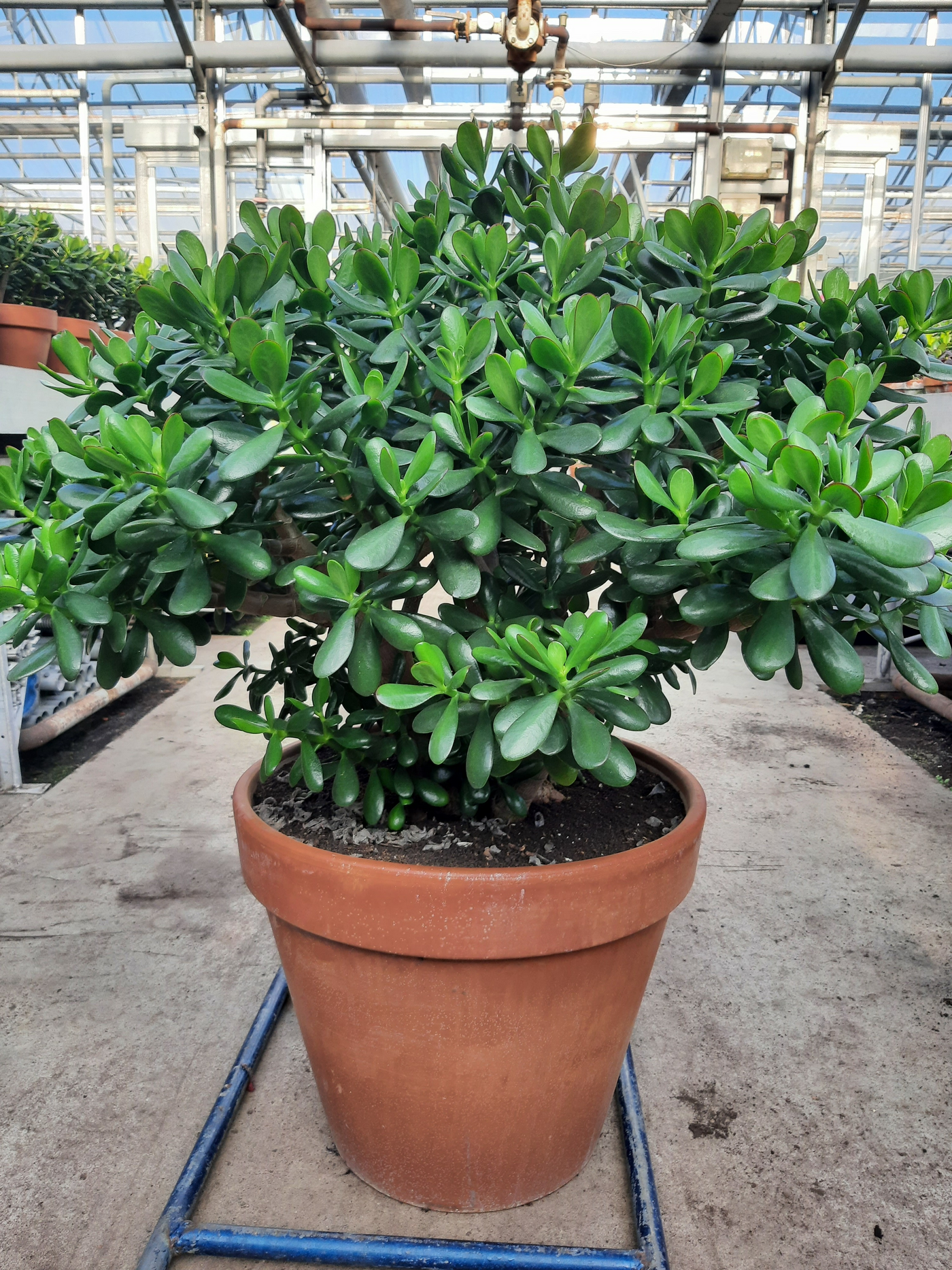 Planta naturala H95cm Crassula ovata PS50/ in pamant